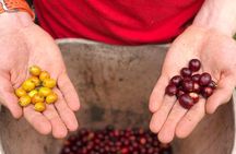 Coffee Farm and Salento Walking Tour
