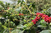 Coffee Farm and Salento Walking Tour