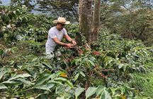 Coffee Farm and Salento Walking Tour