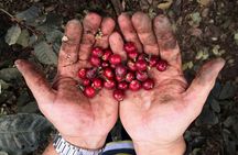 Authentic Coffee Farm Experience from Bogota • Private Tour • 7h