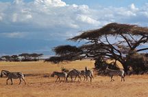2 Days Amboseli Tour Van (Cost Based on Min 2 persons)