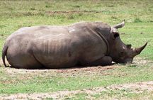 Big Five Safari: 4-Day Ultimate Wildlife Adventure