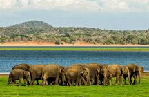Full-Day Private Tour of Sigiriya and Minneriya National Park