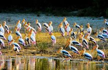 Full-Day Private Tour of Sigiriya and Minneriya National Park