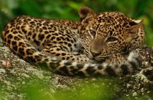 Full-Day Private Tour of Sigiriya and Minneriya National Park