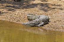 Full-Day Private Tour of Sigiriya and Minneriya National Park