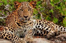 Yala National Park Full-Day Jeep Safari with Lunch