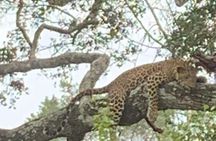 Yala National Park Full-Day Jeep Safari with Lunch