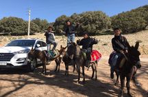Middle Atlas , Cedar Forest and Azrou Day Trip from Fez