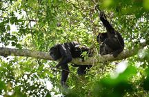 Experience Chimpanzee Trekking in Budongo Forest