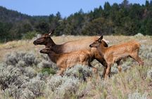 Private Yellowstone National Park Sightseeing Tour with Lunch