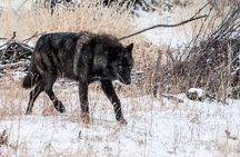 Private Yellowstone National Park Sightseeing Tour with Lunch