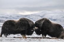 Musk ox Safari in Dovrefjell National Park from Oppdal
