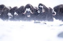 Musk ox Safari in Dovrefjell National Park from Oppdal