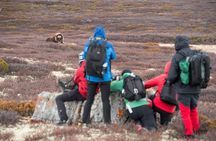 Musk ox Safari in Dovrefjell National Park from Oppdal