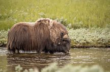 Musk ox Safari in Dovrefjell National Park, Oppdal Safari