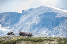 Musk ox Safari in Dovrefjell National Park, Oppdal Safari