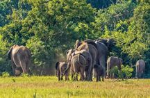 Murchison Falls Day Safari (Game Drive & Falls)