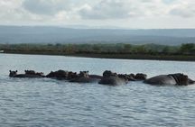 6 Days Safari to Meru N/P, Lake Naivasha, Maasai Mara N/R - Mid range.