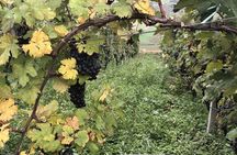 Lake Como & UNESCO Dry-stone Walls Vineyards