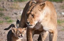 Half-Day Game Drive in Nairobi National Park with Hotel Pickup