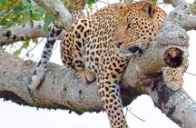 Half-Day Game Drive in Nairobi National Park with Hotel Pickup