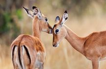 Half-Day Game Drive in Nairobi National Park with Hotel Pickup