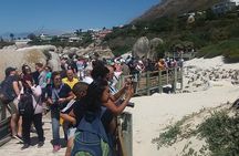 Shared Tour to Cape of Good Hope Penguins Chapman's Peak From Cape Town Full Day