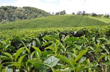 Kiambethu Tea Farm Full-Day Tour from Nairobi with Lunch