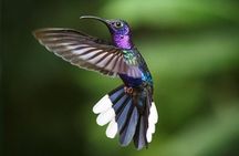 Monteverde Cloud Forest and Hanging Bridges in Selvatura Tour from San Jose