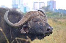 Nairobi city tour