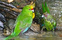 Marlborough Sounds Ultimate Cruise 