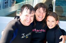 Swim with Wild Dolphins from Picton – Small-Group Eco Tour