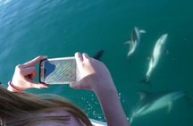 Swim with Wild Dolphins from Picton – Small-Group Eco Tour
