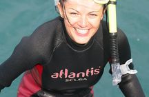 Swim with Wild Dolphins from Picton – Small-Group Eco Tour