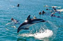 Swim with Wild Dolphins from Picton – Small-Group Eco Tour