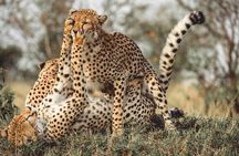 3 Days Masai Mara Wildebeest migration Budget safari 
