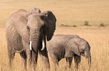 3 Days Masai Mara Wildebeest migration Budget safari 