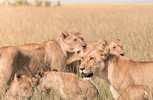 3 Days Masai Mara Wildebeest migration Budget safari 