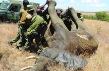 6 nights 7 days Masai Mara budget safari.