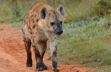 6 nights 7 days Masai Mara budget safari.