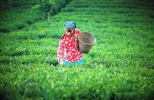 Full-Day Private Tour of Anxi County from Xiamen with Lunch