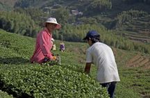 Full-Day Private Tour of Anxi County from Xiamen with Lunch