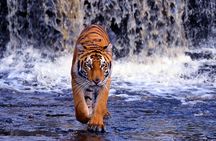 7 Day Golden Triangle with Ranthambore Tiger Tour.