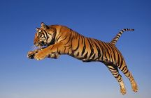 5 Day Golden Triangle with Ranthambore (Taj Mahal Sunset/Sunrise)