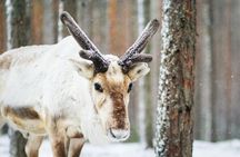 Snowshoe Trip for Searching Arctic Animals