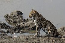 Mikumi National Park in a Day - A Day Tour from Morogoro