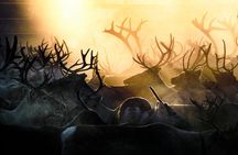 Arctic Reindeer Hike Experience - Rovaniemi
