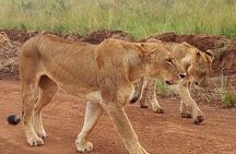 2-Day Maasai Mara National Reserve Safari from Nairobi