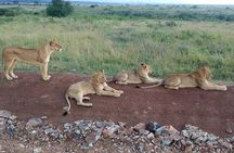 2-Day Maasai Mara National Reserve Safari from Nairobi